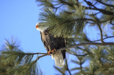 Coeur d'Alene, Idaho yakınındaki bir şube tünemiş iken bir çam dal arkasından dışarı bir kartal göz atar.