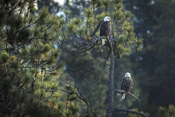 Duas Águias Estão Empoleiradas Pinheiro Perto Coeur Alene Idaho — Fotografia de Stock