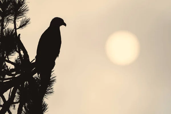 Silhouette Eagle Perched Tree Stands Out Low Sun Coeur Alene — Stock Photo, Image