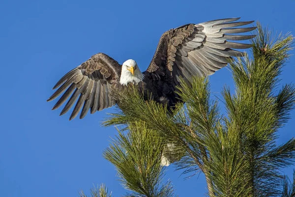 Eagle with wings spread wide. A bald eagle at the top of a tree spreads its wings near Coeur d\'Alene, Idaho.