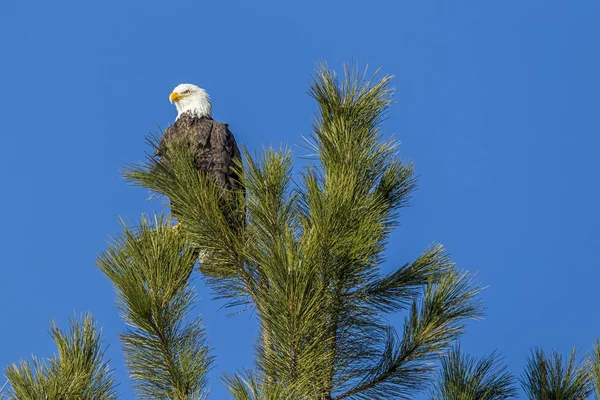 Majestic Eagle Tree Top Bald Eagle Perched Top Pine Tree — Stock Photo, Image