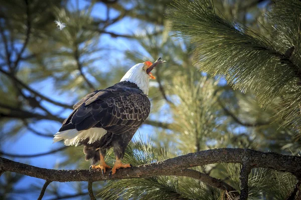 Bald Eagle Swallows Fish While Perched Branch Coeur Alene Idaho — Stock Photo, Image