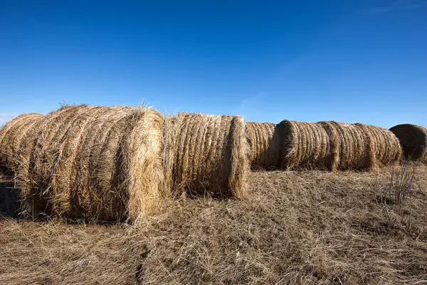 Large round hay bales. — Stock Photo, Image
