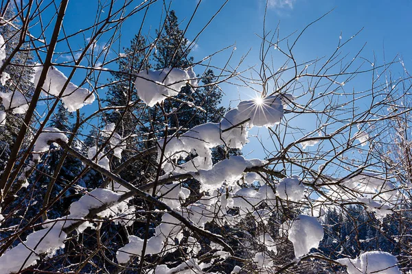 Hinterleuchteter Schnee auf Ästen. — Stockfoto