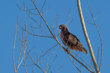 Tünemiş kırmızı kuyruklu şahin.