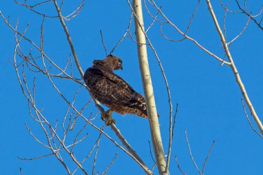 Ağaca tünemiş kırmızı kuyruklu şahin.