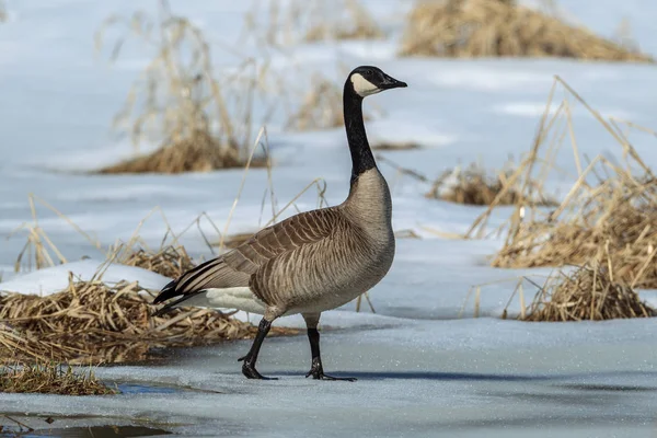 Gans lopen op gedeeltelijk bevroren vijver. — Stockfoto