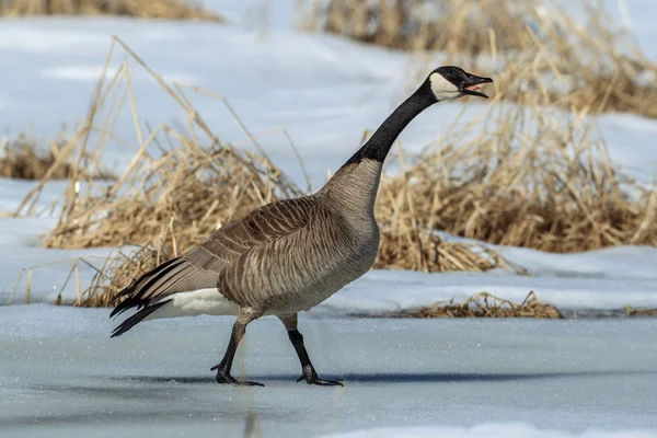 Canadian goose making a racket. — Stock Photo, Image