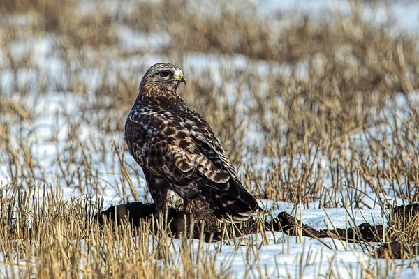 Ruwe legged hawk op besneeuwde veld. — Stockfoto