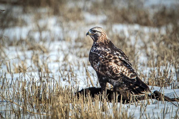 Majestueuze ruwe legged hawk op besneeuwde veld. — Stockfoto