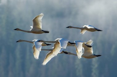 Tundra swans in formation. clipart