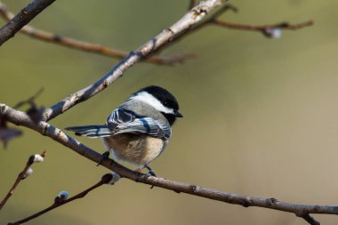Tünemiş siyah şapkalı bülbül.