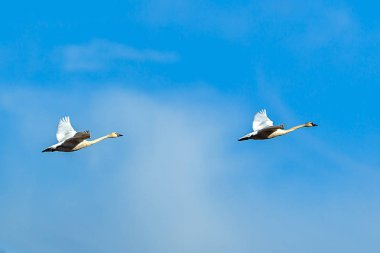 Gökyüzünde iki tundra Kuğu.