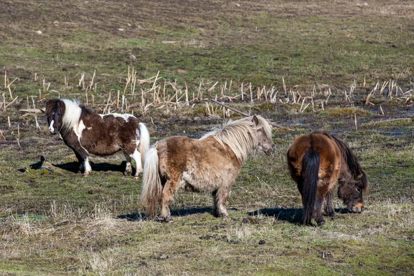 Drie miniatuurpaarden in het veld. — Stockfoto