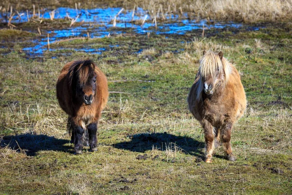 Portrait de deux mini chevaux . — Photo