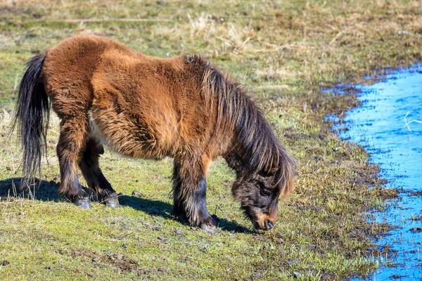 Miniaturní kůň se pase na trávě. — Stock fotografie