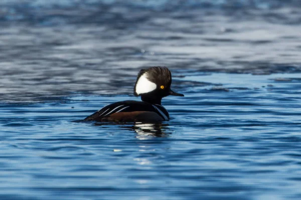 Kapuzen-Merganser schwimmt im See. — Stockfoto