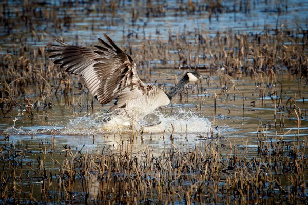 Goose makes splashy landing. — Stock Photo, Image