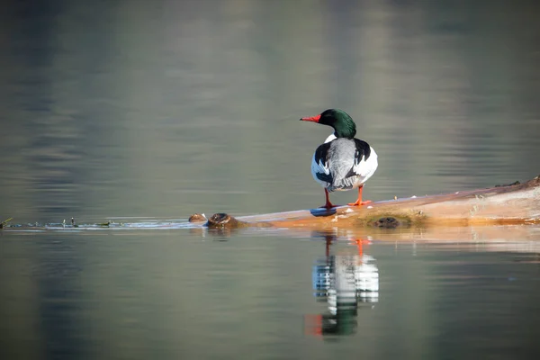 Male common merganser on a log. — Stock Photo, Image