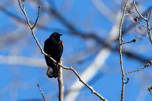 Rode gevleugelde blackbird zat in de boom. — Stockfoto