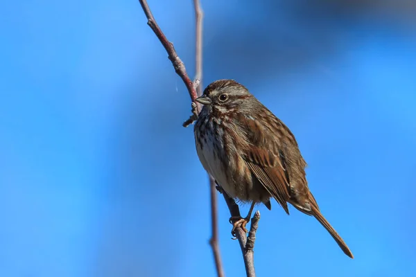 Cute song sparrow in tree. — Stock Photo, Image