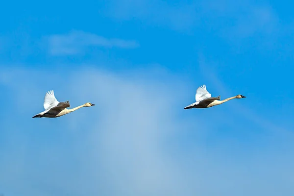 Dois cisnes de tundra no céu . — Fotografia de Stock