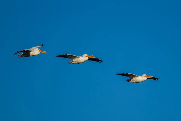 Три білих пелікани, що ширяють у небі . — стокове фото