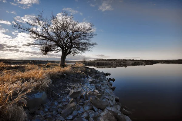 Karga träd vid sjön i Washington. — Stockfoto