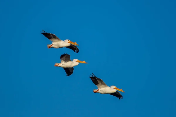 Amerikanische Pelikane fliegen am Himmel. — Stockfoto