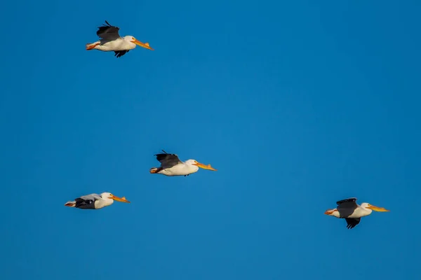 Kudde van witte pelikanen in lucht. — Stockfoto