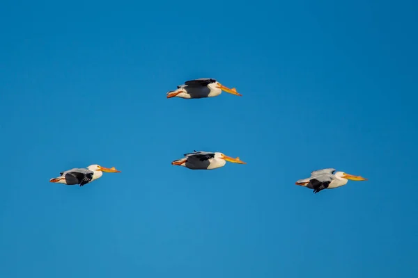 Witte pelikanen in formatie. — Stockfoto