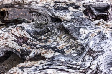 Eski yıpranmış ağaç kütüğü.