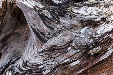 Yıpranmış ağaç kütüğü özetini.