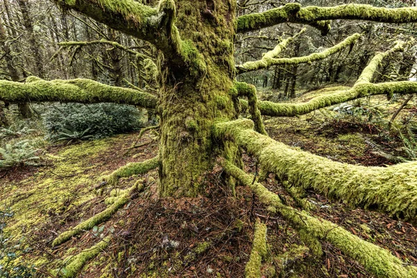 Largas ramas cubiertas de musgo . — Foto de Stock