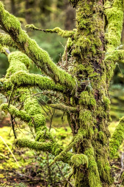 Primer plano del árbol cubierto de musgo . — Foto de Stock