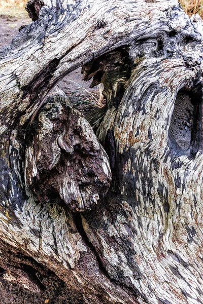 Abstract image of tree stump. — Stock Photo, Image