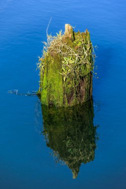 Eski yosun kaplı kazık.