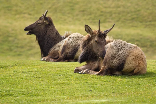 Dvěma elk relaxační v trávě. — Stock fotografie