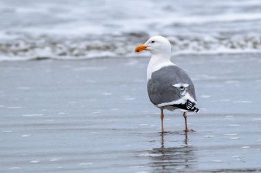 Ringa martı Del Ray Beach hemen kuzeyinde Seaside, Oregon üzerinde duruyor.
