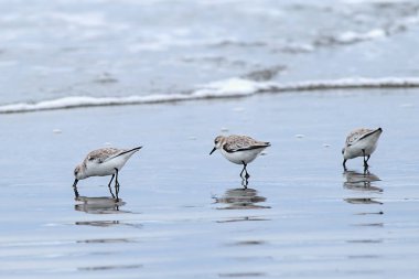 Seaside, Oregon del Ray Beach kuzeyinde yiyecek arayan üç Sanderling kuşlar.
