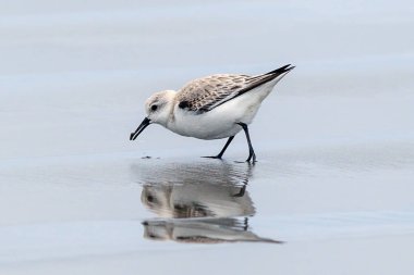 Del Ray plaj sadece Seaside, Oregon kuzeyinde dolaşan üzerinde bir sanderling.