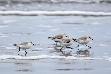 Bir sürü sanderlings Del Ray plaj sahil, Oregon hemen kuzeyinde kıyı çalıştırmak.