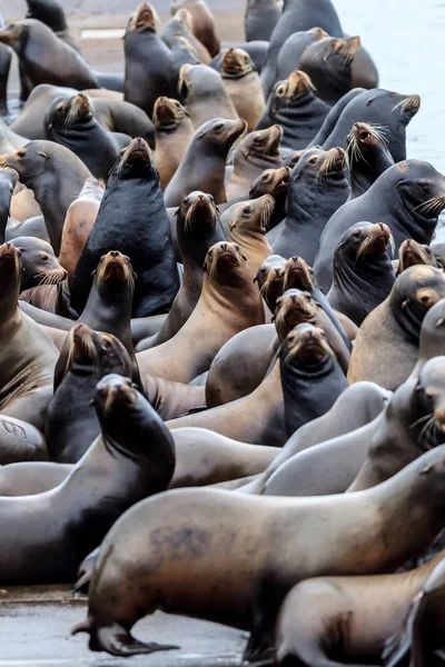 Vários Leões Marinhos Numa Doca Com Cabeças Erguidas Astoria Oregon — Fotografia de Stock