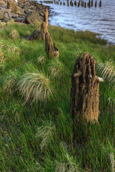 Worn down pilings in grass. — Stock Photo, Image