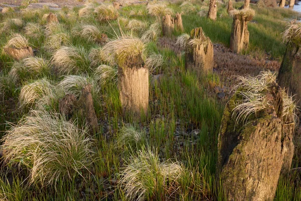 Bouquets d'herbe et pilotis de bois . — Photo