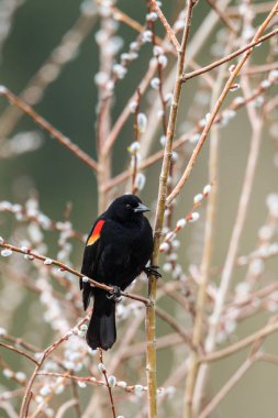 Kırmızı - kanatlı blackbird dal üzerinde.