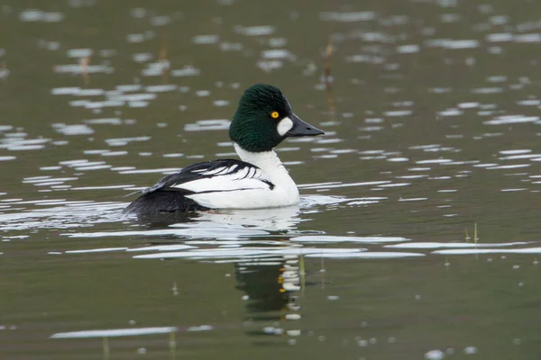 Common goldeneye in water. — Stock Photo, Image