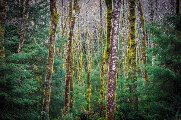 Resumen de árboles en un bosque . — Foto de Stock