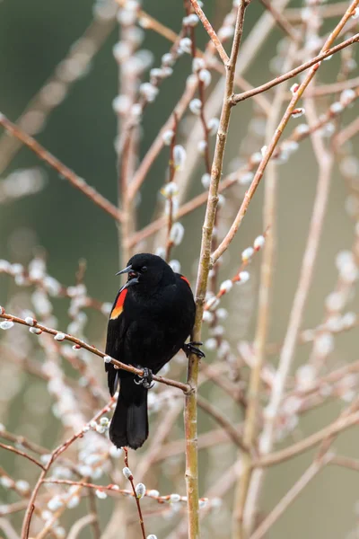 Blackbird śpiewu na gałązka. — Zdjęcie stockowe