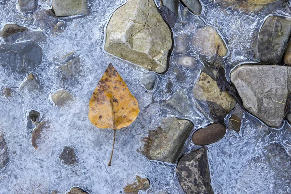 Yellow leaf, rocks, and ice. — Stock Photo, Image